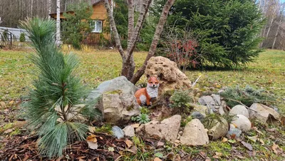 Сосна Шверина Вітхорст/Pinus schwerinii 'Wiethorst' - купить на Агробиз,  цена3800 грн. - 5705876
