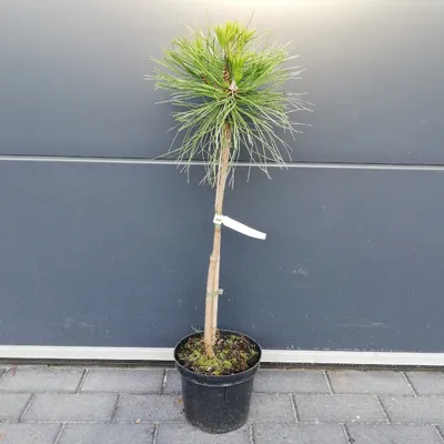 Сосна чёрная австрийская pinus nigra: продажа, цена в Одессе. Саженцы  декоративных деревьев и кустарников от \"Зелений фонтан. Інтернет магазин  декоративних рослин.\" - 1550878568