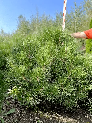 Green Optima - Питомник растений