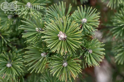 Сосна Черная Спилберг С2 ( PINUS NIGRA SPIELBERG ) — Купить на BIGL.UA ᐉ  Удобная Доставка (480820577)