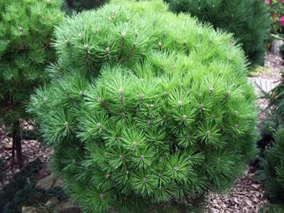 Сосна чёрная Лесиско (Pinus nigra Lesisko) купить саженцы в Москве по  низкой цене из питомника, доставка почтой по всей России | Интернет-магазин  Подворье