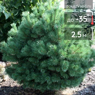 Сосна черная/Pinus nigra - Сосна/Pinus - Садовый центр ЛЕТО