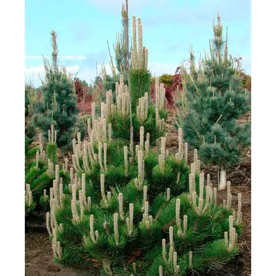 Сосна черная Глобоза на штамбе pinus nigra Globosa: продажа, цена в Одессе.  Саженцы декоративных деревьев и кустарников от \"Зелений фонтан. Інтернет  магазин декоративних рослин.\" - 1562063341