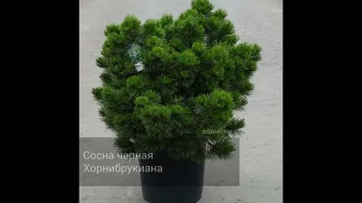 Сосна чёрная Helga Хельга