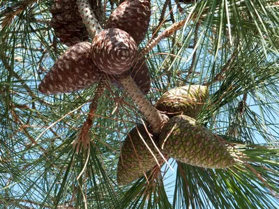 Фото Крыма и Кавказа ‣ Сосна Станкевича (Pinus Brutia), Судакская Сосна или  Сосна Брутийская - пейзажные фотографии гидов Phototour.club