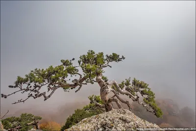 Сосна станкевича фото фотографии