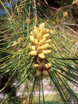 Как цветет сосна обыкновенная (Pinus sylvestris) | Природа в объективе |  Дзен