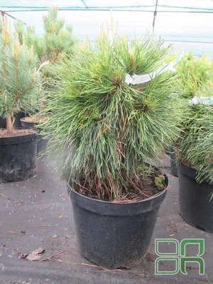 Сосна горная Варелла (Pinus mugo Varella) а-20-40 см в контейнере С5 л  (ID#1224221060), цена: 650 ₴, купить на Prom.ua