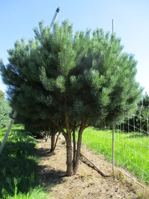 Сосна обыкновенная Ватерери (Pinus silvestris Watereri) / Садовый центр  Селятино