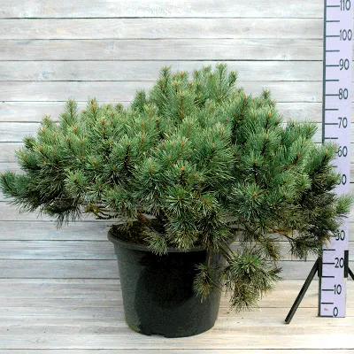 Купить Сосна обыкновенная Ватерери на штамбе Pinus sylvestris Watereri Ра -  в питомнике Флорини