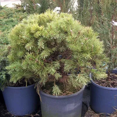 Сосна обыкновенная Ватерери (Pinus sylvestris Watereri)