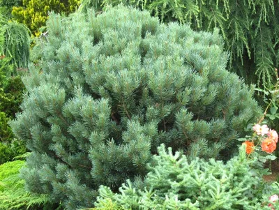 Сосна звичайна Ватерері (Pinus sylvestris Watereri): продажа, цена в  Золотоноше. Саженцы декоративных деревьев и кустарников от \"Интернет  магазин Лесовик\" - 651981686
