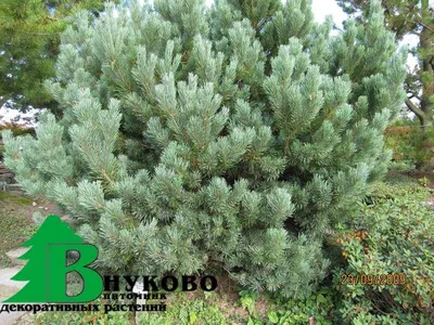 Сосна обыкновенная Ватерери: купить в Москве саженцы Pinus sylvestris  Watereri в питомнике «Медра» по цене от 9200 руб