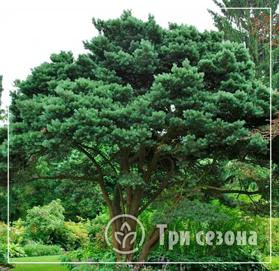 Сосна обыкновенная Ватерери / h 80 / Pinus sylvestris Watereri  (ID#1236950053), цена: 4200 ₴, купить на Prom.ua