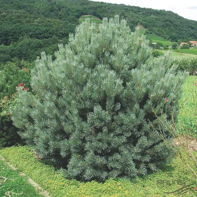 Сосна обыкновенная \"Ватерери\" (Pinus sylvestris Watereri) - Хвойные  растения весна 2024 года - купить туи, сосны, ели.