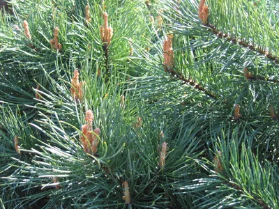 Купить Сосна обыкновенная Ватерери Pinus sylvestris Watereri - в питомнике  Флорини