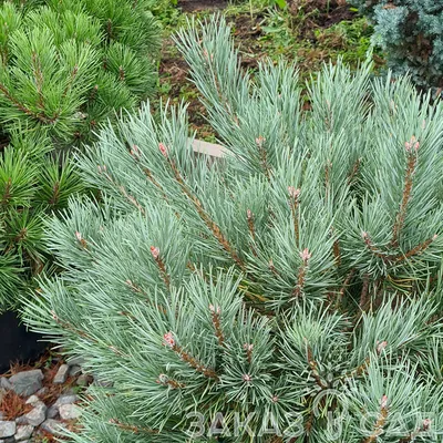 Сосна обыкновенная Ватерери (Pinus sylvestris Watereri) штамб h65 С30L –  Ваш сад