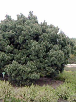 Сосна обыкновенная Ватерери / h 80 / Pinus sylvestris Watereri: продажа,  цена в Украине. саженцы декоративных деревьев и кустарников от \"БалСад\" -  1236950053