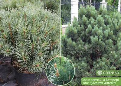 Сосна Ватерери Бонсай (Bonsai Pinus Sylvestris Watereri) — Рассада цветов и  овощей.