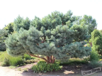 Сосна обыкновенная 'Watereri' (Ватерери, Pinus sylvestris 'Watereri') |  BOTSAD.BY