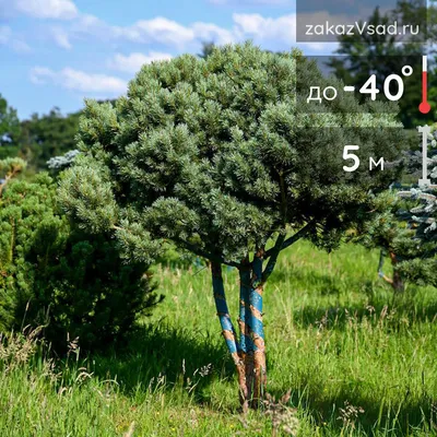 Сосна обыкновенная 'Watereri' (Ватерери, Pinus sylvestris 'Watereri') |  BOTSAD.BY