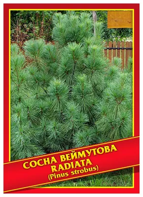 Сосна веймутовая Radiata (Радиата) купить выгодно✵Сады-Эдема.рф – интернет  магазин растений для сада