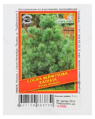 Сосна Веймутова Radiata (nana)
