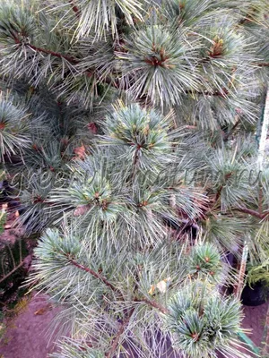 Сосна Веймутова (Pinus strobus) | Блог о ландшафтном дизайне