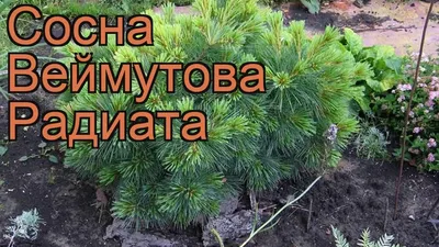 Сосна Веймутова Фастигиата с доставкой! 🌱 [Р796328]