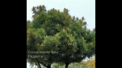 Сосна веймутова \"Радиата\" / Купить по приемлемой цене, посадка  специалистами!
