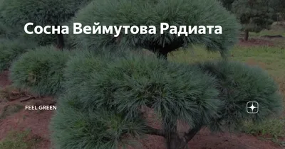 Сосна Веймутова Радиата – купить саженцы в интернет-магазине Лафа с  доставкой по Москве, Московской области и России