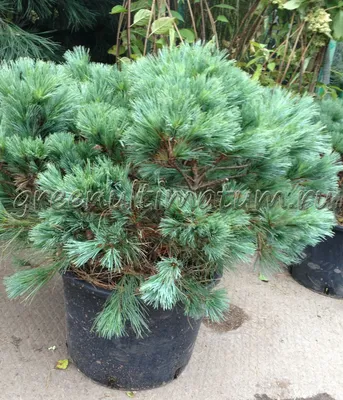 Сосна Веймутова Фастигиата (Fastigiata) купить в Киеве, цена — Greensad