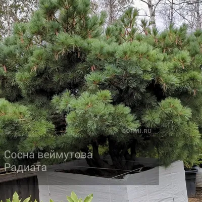 Сосна веймутова \"Edel\" купить по цене 2500 рублей от питомника саженцев и  растений Центросад | Фото и консультация по уходу