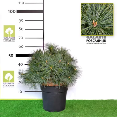 Сосна веймутова Radiata 30 cm (ID#1715834529), цена: 1150 ₴, купить на  Prom.ua