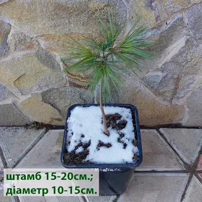 Сосна веймутова Radiata: продажа, цена в Украине. Саженцы декоративных  деревьев и кустарников от \"КАЗКОВИЙ САД\" - 1406535218