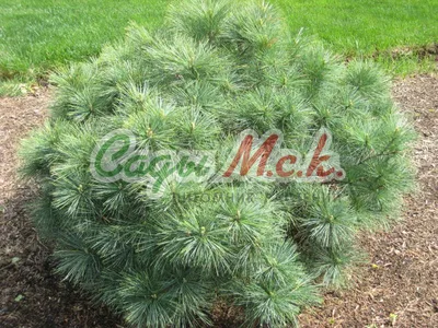 Саженцы Сосна веймутова Радиата 'Pinus strobus Radiata' из питомника  растений Гринстрана купить по цене от 0 рублей | Описание, фото, доставка,  консультация — Гринстрана.ру