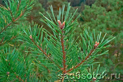 Сосна - виды и формы - Сад 6 соток