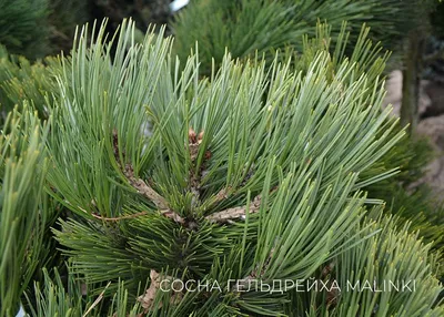 Сосна в ландшафтном дизайне участка: лучшие виды и сорта | Дизайн сада,  Кустарники, Ландшафт