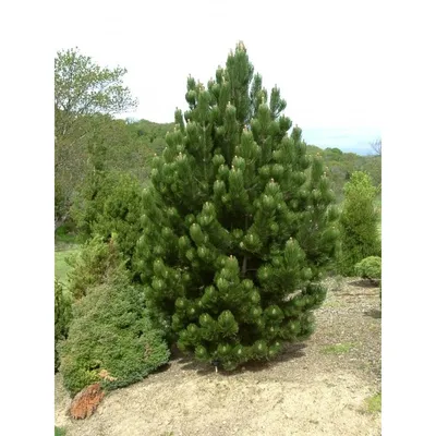 Сосна обыкновенная (Pinus sylvestris), декоративные сорта нашей селекции |  Декоративные древесные растения для Сибири | Дзен