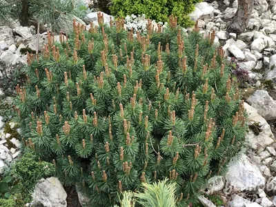 Сосна обыкновенная, pinus sylvestris
