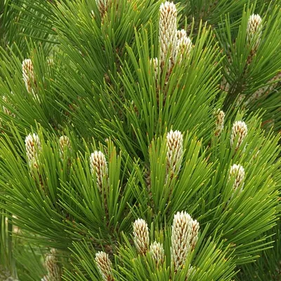 Сосна (Pinus)