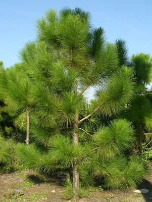 Сосна жёлтая (Pinus ponderosa)100-120см, С15 | Питомник растений Сосны