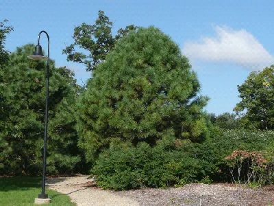 Саженцы Сосны Жёлтой (Орегонской) (Pinus ponderosa) Р9 заказать по почте в  питомнике DREVO •1051186283