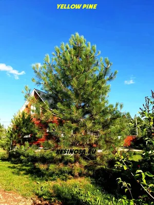 Купить сосну желтую (Pinus ponderosa) в Киеве. Саженцы желтой сосны в  контейнерах в интернет-магазине