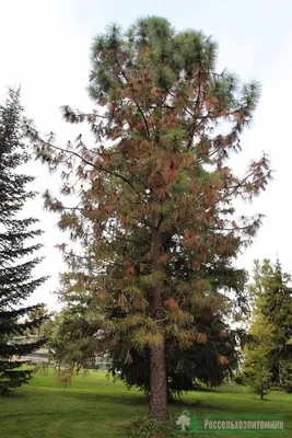 Сосна желтая. Орегонская. Pinus ponderosa. Yellow pine | ПИТОМНИК  ЭКЗОТИЧЕСКИХ ДЕРЕВЬЕВ