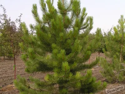 Семена и саженцы Сосна Желтая по почте 🌲