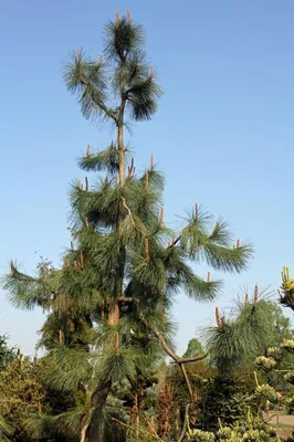 Сосна желтая (Pinus ponderosa)