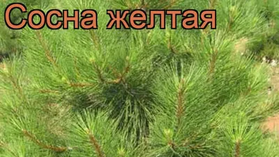 Сосна желтая (Pinus ponderosa) / Садовый центр Селятино