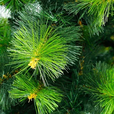 Сосна орегонская (Pinus ponderosa) — НКО \"NORD-NUC\"
