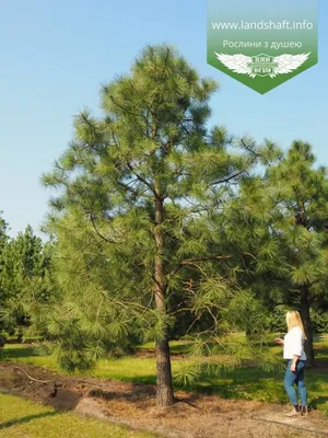 Pinus ponderosa, Сосна желтая|landshaft.info